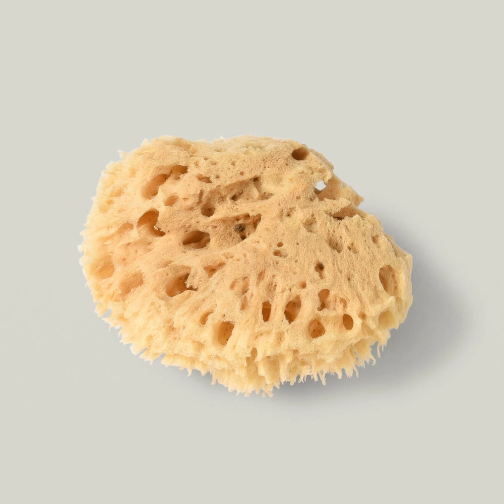 WELL KEPT SEA SPONGE 4 WELL KEPT SEA SPONGE - Image 2